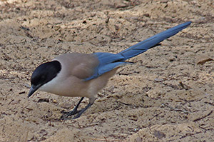 Iberian Magpie - Cyanopica cooki  © John Muddeman